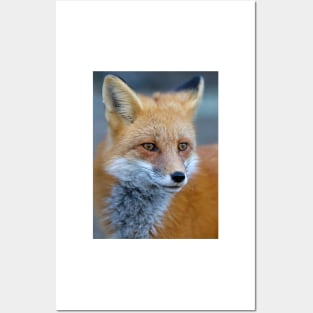 Red Fox - Algonquin Park, Canada Posters and Art